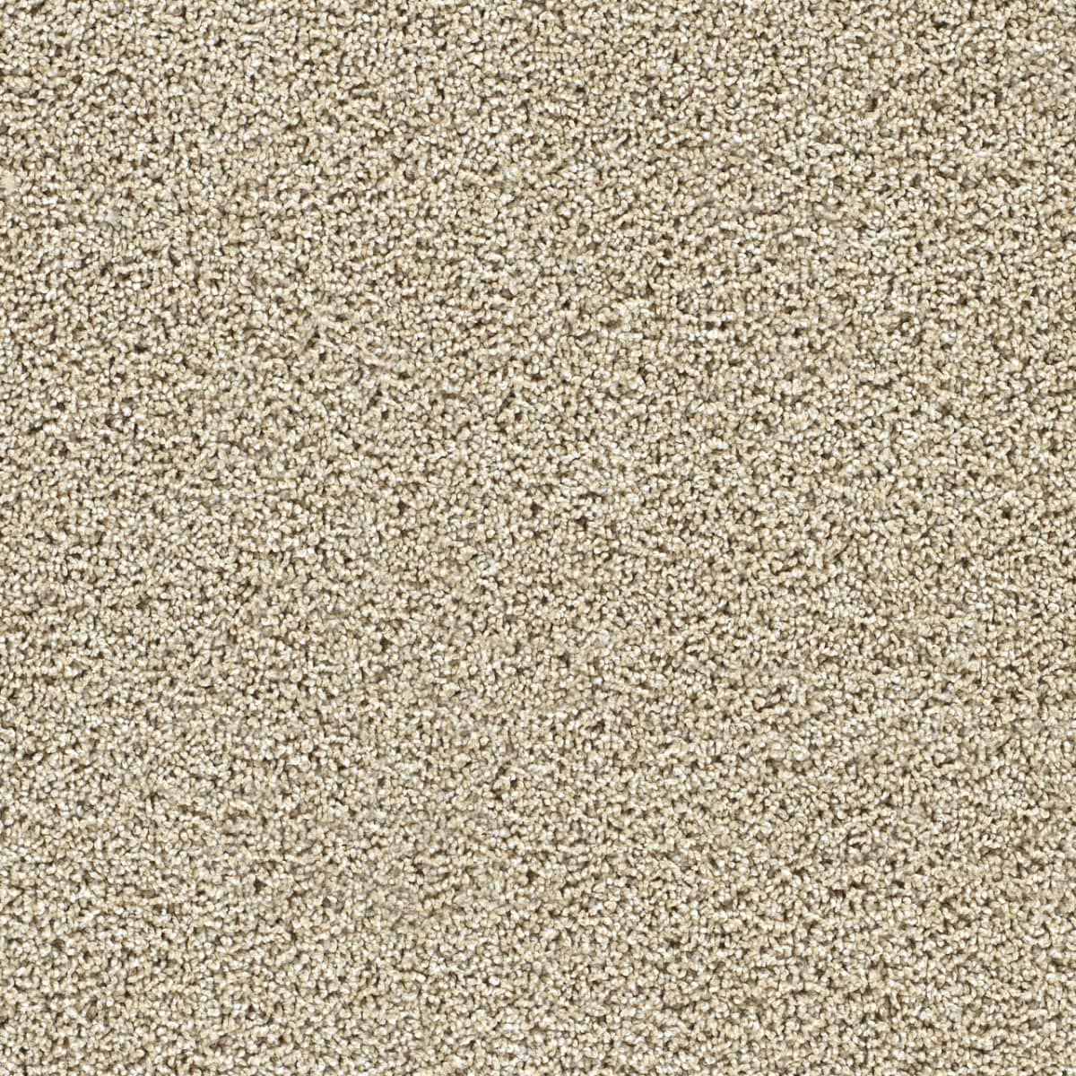 Captivating II Sunflower