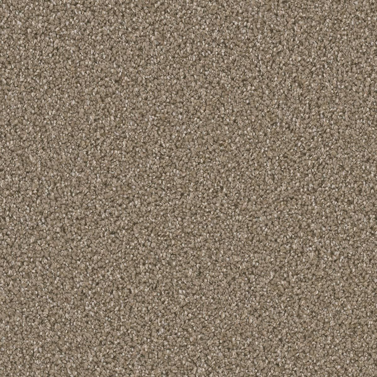 Dazzling Acorn Dazzling Carpet flooring