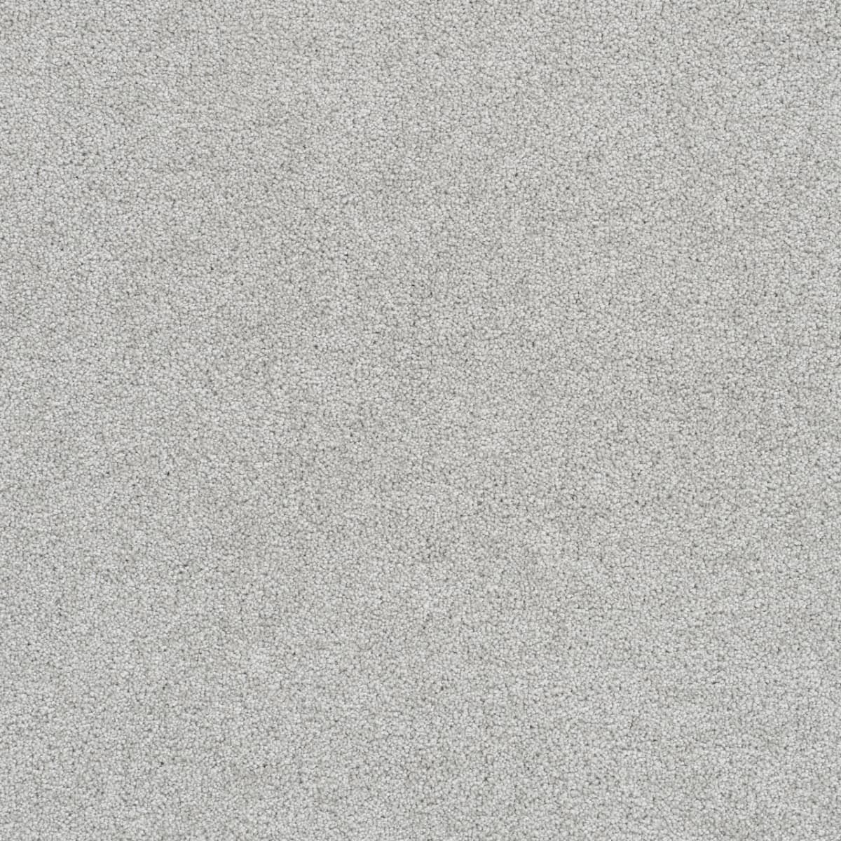 Star Struck Morning Dove